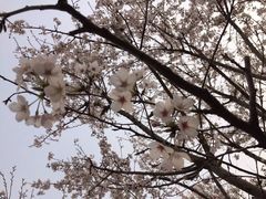 -天王浮山樱花园