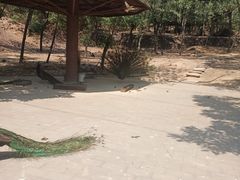 -石家庄市动物园