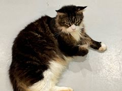 -豆逗聊愈猫阁Easy Life