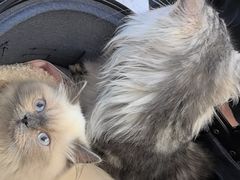 -瑞派康怡24h宠物医院·犬猫医疗中心·微创绝育(瑞景分院)