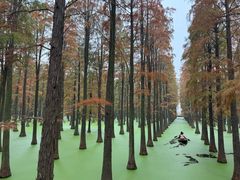 -渌洋湖湿地公园