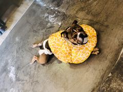 -百好乐宠物友好餐厅(朝外大街店)