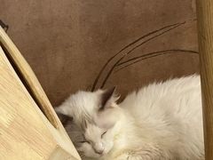 -楼上猫咖(罗湖店)
