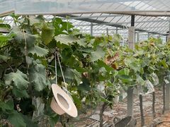 -马陆小张葡萄园农家乐