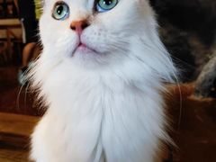 -猫猫幼稚园·撸猫·桌游·电玩