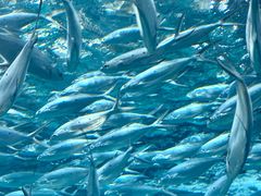 -上海海洋水族馆