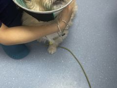 -宠物星动物医院·眼科·异宠·猫科(江南大道总院)