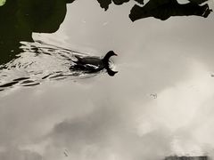 -MAP CHA普洱茶馆(翠湖店)