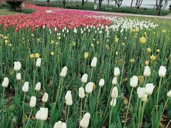 -杭州湾海上花田景区