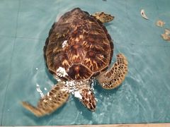 -洛阳龙门海洋馆