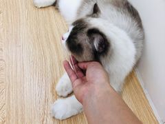 -猫域·湾主题猫咖·宠物吧(南坪城市广场店)