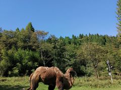 -武陵山森林公园