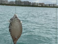 -小猫钓鱼海钓俱乐部(椰梦长廊店)