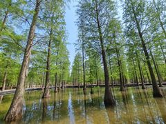 -泗洪洪泽湖湿地景区