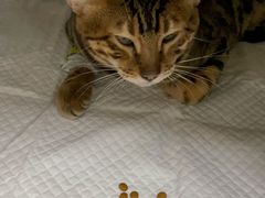 -北京观赏动物医院·24小时大型综合·猫专科·异宠专科