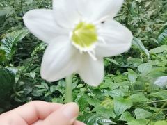 -莫里热带雨林景区