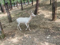 -秦皇岛野生动物园