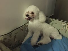 -Oh My Dog宠物沙龙(伊珊娜皮毛护理店)