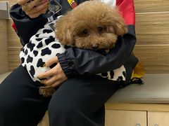 -爱侣宠医·鹦鹉专科·小型哺乳类·异宠专科(灵石路店)