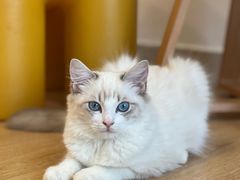 -有喵·猫咖·狗咖·40+猫狗有小奶狗(岗厦店)