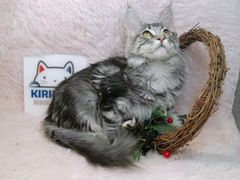 -十年猫舍·猫咪专门店(普陀店)