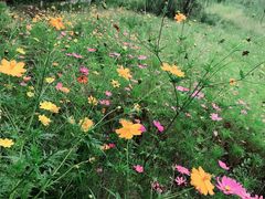 -长白岛森林公园