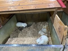 -上海大自然野生昆虫馆(东方明珠·爬宠昆虫探索中心)