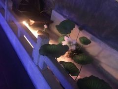 -韵秋荷(宝山龙湖天街店)