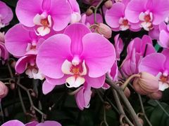 -龙大花卉苗木市场