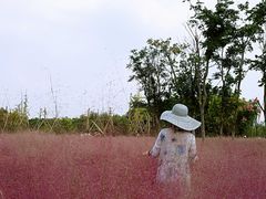 -南湖湿地公园