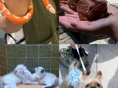 -帕帕拉兹宠物(亚洲旗舰店)