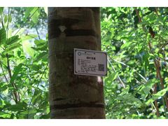 -海南热带雨林国家公园吊罗山景区