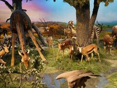 -国家自然博物馆