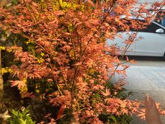 -双季花艺园艺市场(浦东店)