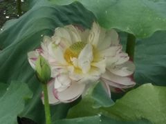-荷塘月色湿地公园·向阳花洲