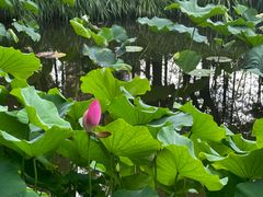 -陈家山荷花公园