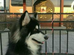 -波姐宠物家庭寄养
