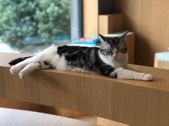 -CAT’S MEWSTAR CAFE·喵星球猫屋(晴湾咖啡店)