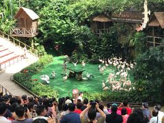 -新加坡飞禽公园