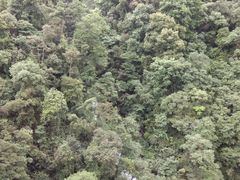 -九龙江国家森林公园