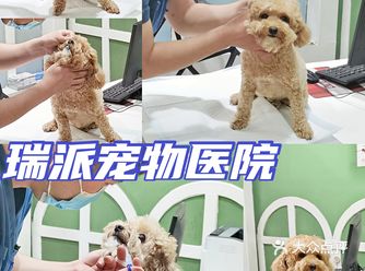 狗子也看医生颜值提高配合度