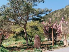 -金龙寺国家森林公园