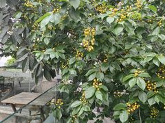 -云里小坐·小院里·团建·宴请·下午茶(三圣乡店)