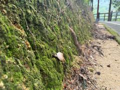 -广州市流溪河国家森林公园