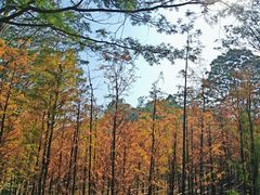 -番禺大夫山森林公园