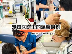 -派美特宠物医院·核磁CT·骨科肿瘤·疑难转诊(沈农禾丰店)