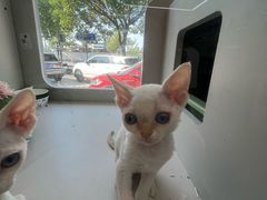 -唐小姐の私宠·宠物洗护美容·撸猫馆·购宠(周浦万达旗舰店)