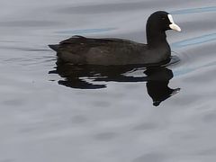 -野鸭湖国家湿地公园