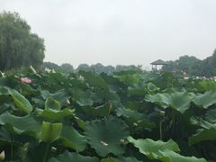 -荷塘月色湿地公园·向阳花洲
