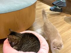 -滚猫咖啡·猫咖·猫友好撸猫(未来城店)